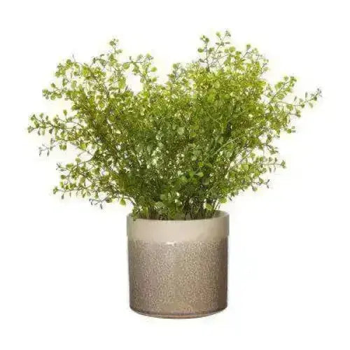 Greenery in Ceramic Pot Florabelle