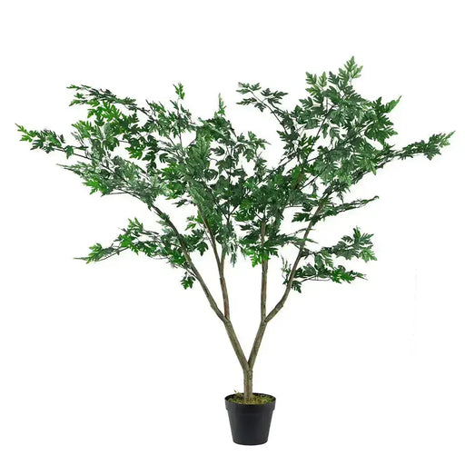 Polyscias Fruticosa Tree JJ Crown Design